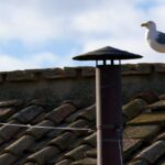 Il Gabbiano Sul Comignolo Della Cappella Sistina Cattura L’attenzione Prima Della Fumata Del Nuovo Papa