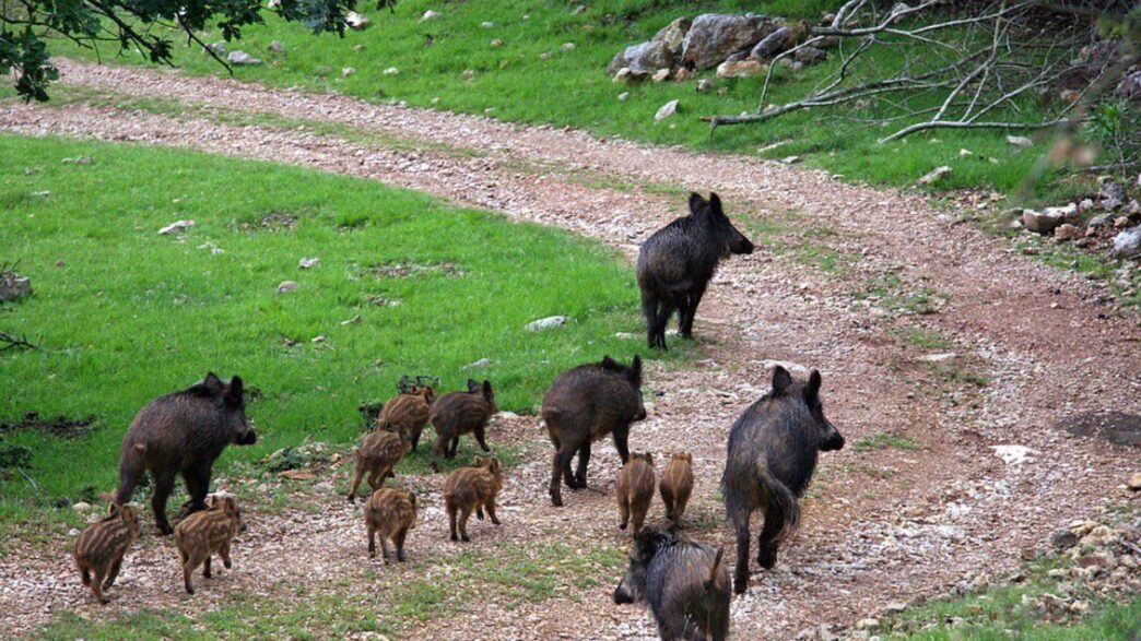 Il Parco Nazionale Della Sila