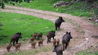 Il Parco Nazionale Della Sila