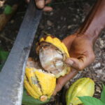 Il Prezzo Del Cacao Ha Raggiunto I 10Mila Dollari Alla Tonnellata: Impatti E Prospettive Sul Mercato