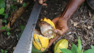 Il Prezzo Del Cacao Ha Raggiun