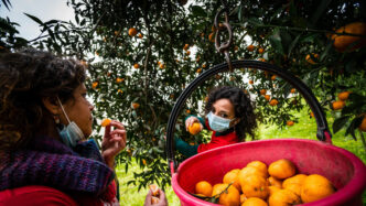 Il Servizio Civile Agricolo Pr