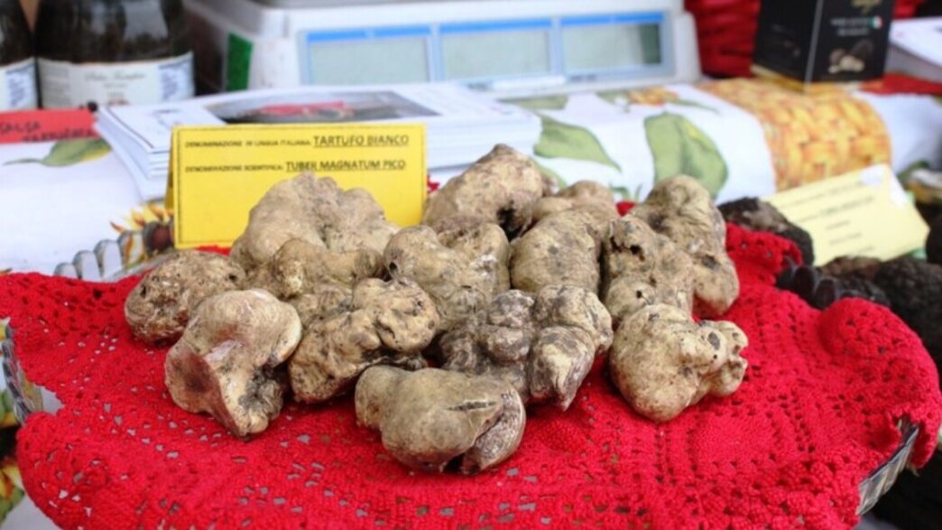 Il Tartufo Del Molise Diventa