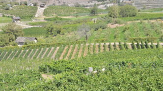 Il Vino Della Val Di Susa Risc
