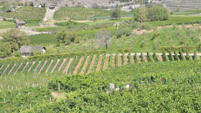 Il Vino Della Val Di Susa Risc