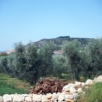 Impianto Fotovoltaico A Bitonto, Gdr Solare Autorizzata A Espiantare E Reimpiantare Ulivi Contro La Xylella