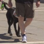 Inasprimento Delle Pene Per Maltrattamento Animali: Dalla Proposta Brambilla Al Daspo Cinofilo In Piemonte