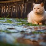Incendio A Cesano Maderno Distrugge L’Appartamento I Proprietari Salvi Ma Muore Il Gatto