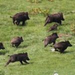 L’aquila Pronta Per La Manifestazione Di Confagricoltura Sui Danni Causati Dalla Fauna Selvatica