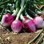 La Cipolla Rossa Di Tropea Calabria Igp: Come È Cresciuta La Produzione E Il Valore Della Filiera