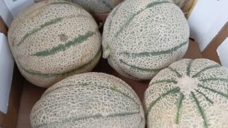 La Frutta Estiva Prende Campo