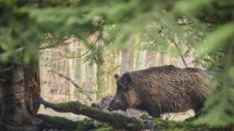 La Giunta Della Regione Emilia