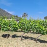 La Malvasia: Un Vitigno Storico E Senza Confini Tra Sicilia, Enoturismo E Ricerca Universitaria