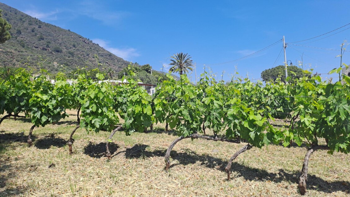 La Malvasia3A Un Vitigno Storic