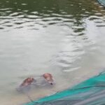 La Procura Di Sulmona Indaga Sulla Morte Di Due Cuccioli Di Orso A Scanno: Accertamenti In Corso