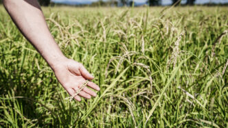 La Produzione Agricola Mondial