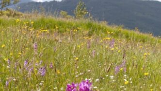 La Valle Delle Orchidee In Cam