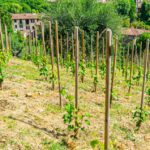 La Vigna Michelangelo A Firenze, Prima Vigna Urbana Moderna E Progetto Di Sostenibilità In Città