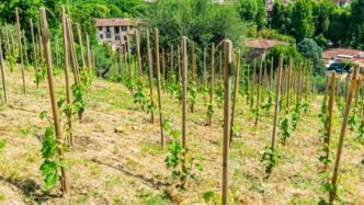 La Vigna Michelangelo A Firenz