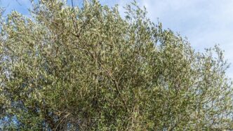 Lampedusa Ospita La Presentazi