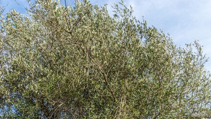 Lampedusa Ospita La Presentazi
