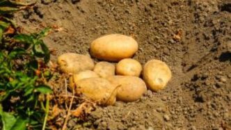 Le Patate Nella Spesa Degli It