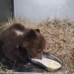 Le Prime Immagini Dell’orsetta Salvata A Pizzone Mostrano I Progressi Nell’alimentazione Autonoma