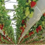 Lirsa Spa Lancia Un Film Plastico Innovativo Per Serre In Grado Di Gestire La Temperatura Giorno E Notte