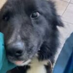 Lite In Piazza Del Monte A Biella Finisce Con La Morte Del Cane Azzannatore