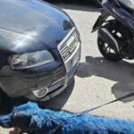 Maltrattamenti Sugli Animali A Napoli Durante I Festeggiamenti Per Lo Scudetto, Schiaffo Alla Tutela Degli Animali