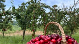 Meno Ciliegie Igp Di Lari2C La
