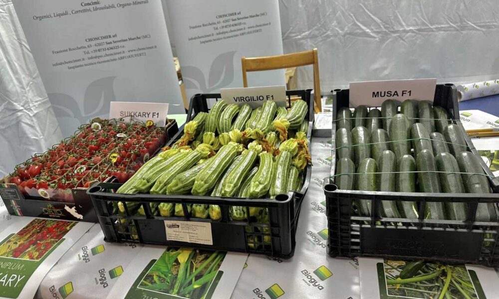 Mostra Agricola E Sagra Dello