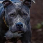 Nuova Rissa Con Armi Improvvisate E Pitbull A Torino Tra Giovani Egiziani E Residenti Abusivi