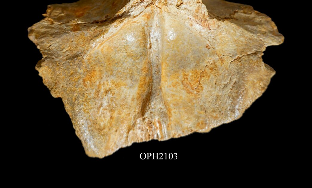 Nuovi Studi Rilanciano La Stor
