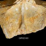 Nuovi Studi Rilanciano La Storia Dei Grandi Dinosauri Carnivori Del Sahara Con Reperti Di Teramo