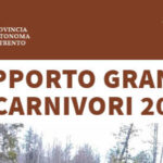 Orsi E Lupi In Trentino 2024: Nascite, Mortalità E Presenza Crescente Dello Sciacallo Dorato