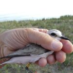 Parte Il Monitoraggio Scientifico Del Fratino Sulle Coste Calabre Con Il Primo Inanellamento Ufficiale