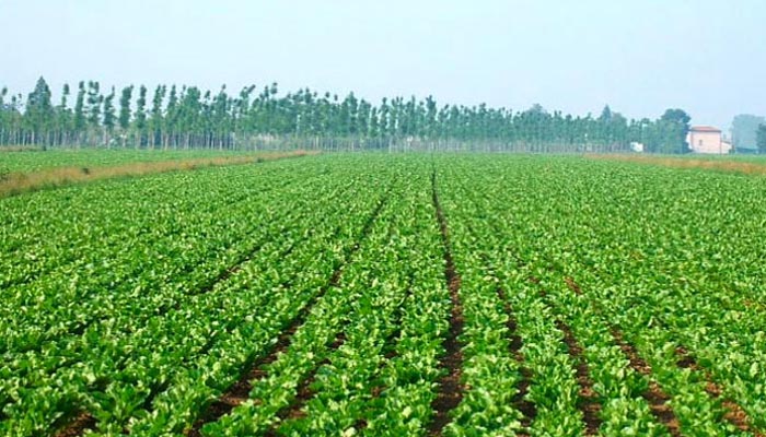Penne Ospita La Tappa Abruzzes
