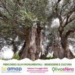 Percorsi Tra Olivi Monumentali E Benessere A San Severino Marche Il 17 Maggio 2025