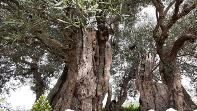 Percorsi Tra Olivi Monumentali