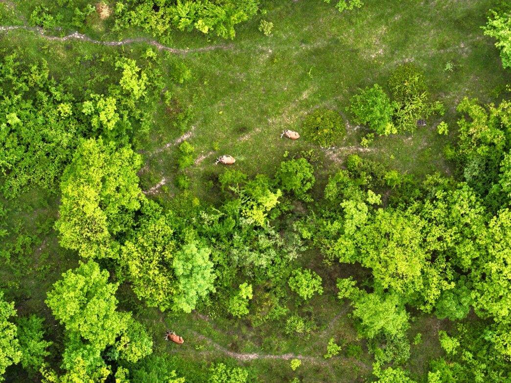 Perlustrazione Nel Parco Nazio