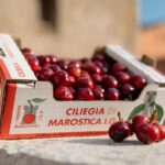 Produttori Della Ciliegia Di Marostica Igp Puntano A Una Stagione In Ripresa Dopo Anni Di Difficoltà Climatiche