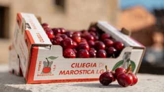 Produttori Della Ciliegia Di M