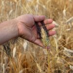 Produzione Di Grano Duro 2024-2025 In Italia In Crescita Del 20% Rispetto All’anno Precedente