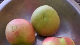 Produzione Di Pesche2C Percoche