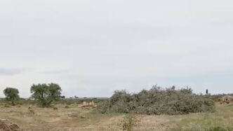 Quasi Duemila Ulivi Espiantati