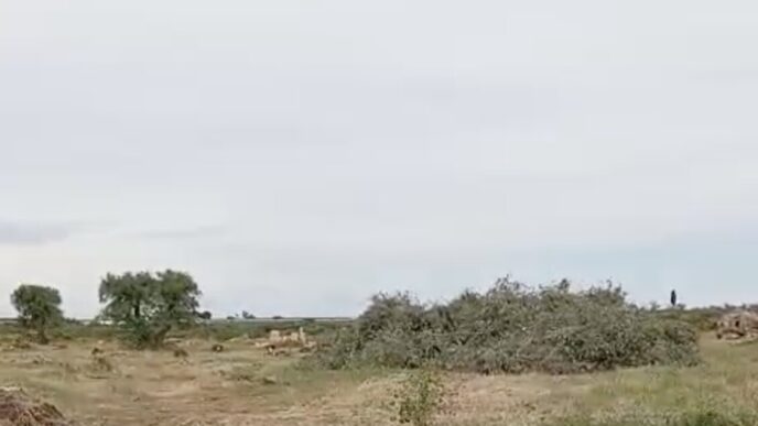 Quasi Duemila Ulivi Espiantati