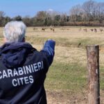 Scoperto Allevamento Abusivo Di Cervi E Daini A Latina Con Sequestro Di Oltre 130 Animali