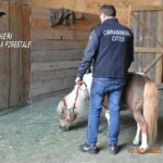 Scoperto Traffico Illecito Di Pony A Napoli: Denunciati Tre Soggetti Per Furto E Ricettazione