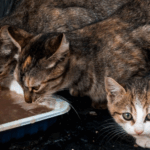 Gaeta, Ciotole Per I Gatti Gettate Via Nel Cimitero: Polemica Sulla Colonia Felina E Multa Alla Volontaria